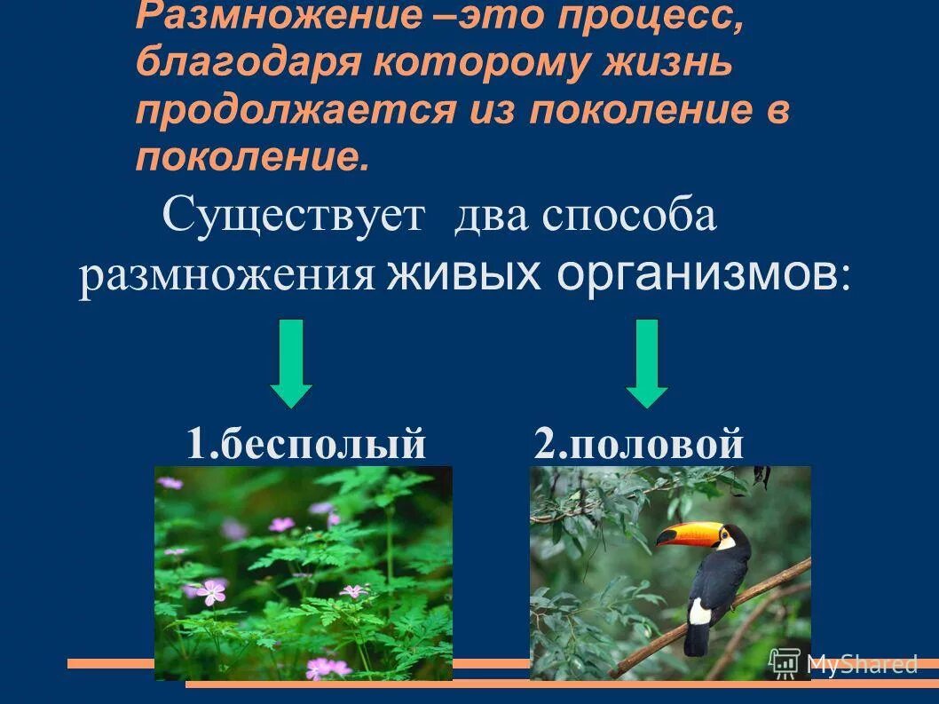 Все живые размножаются. Размножение. Размножение это процесс. Размножение это в биологии кратко. Виды размножения живых организмов.