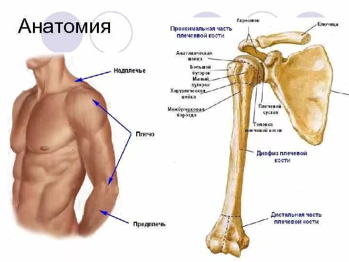 Надплечье. Хирургическая шейка плечевой кости располагается. Где находятся кости предплечья. Анатомия проксимального отдела плечевой кости. Хирургическая шейка плечевой кости анатомия.