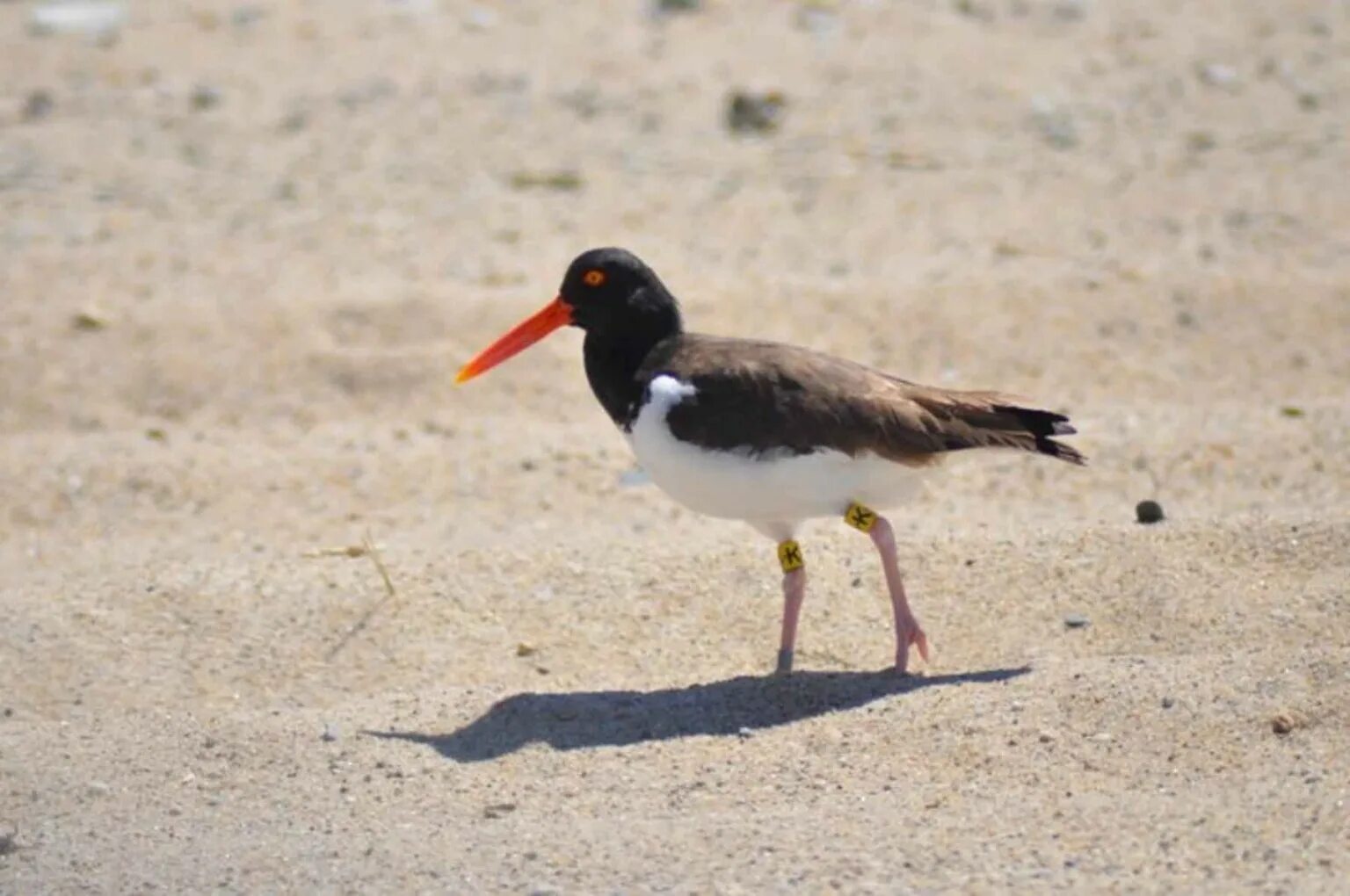 Сорок стоящий. Сорока фото. Сорок стоящий. Кулик-сорока номинативный подвид. Сорока перелетная птица.