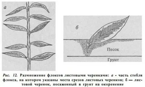 Размножение флоксов черенками летом самый