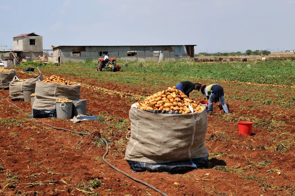 сбор урожая в поле. сельское хозяйство ручной труд. уборка картофеля в колхозе. уборка овощей. на полях собирают последний урожай.