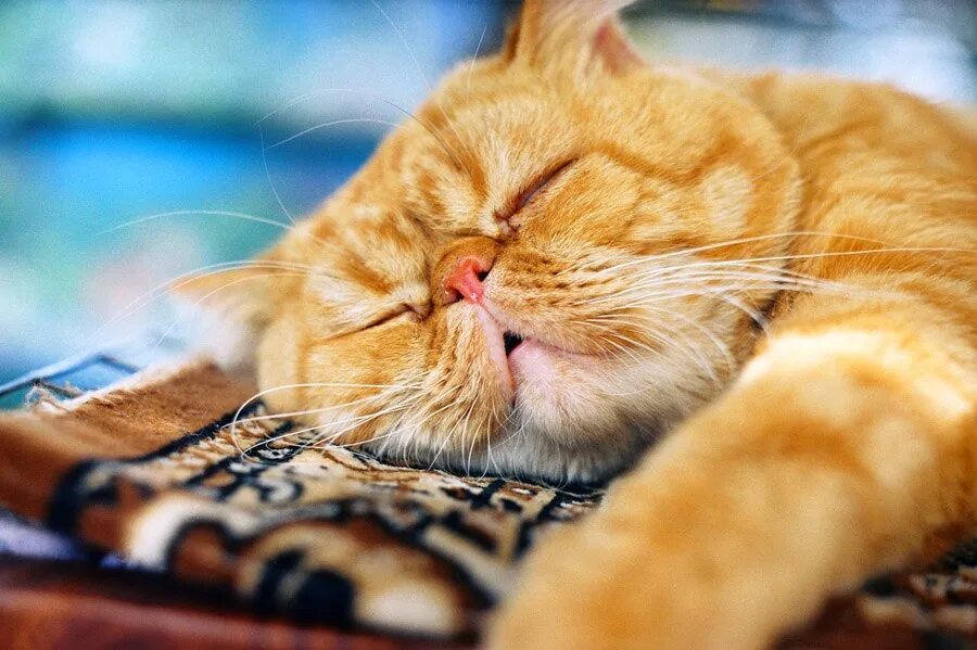 Спокойно ы. Спокойной ночи кот. Спокойной ночи котики. Спокойной ночи кот смешной. Сладких снов котик.