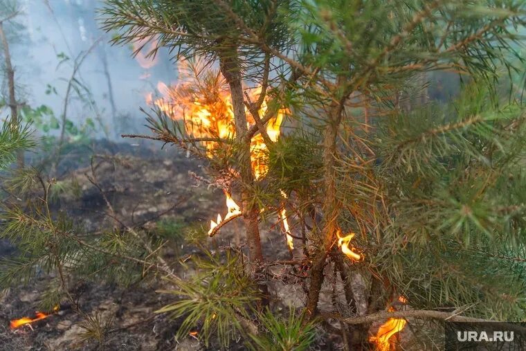 Хвойный пожар. Хвойные пожары. Верховой пожар. Сгоревшая сосна. Осень на Ямале.