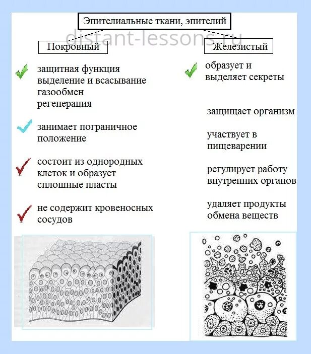 Какие функции выполняет эпителиальная ткань человека. Покровный эпителий строение ткани. Типы эпителиальной ткани таблица. Классификация эпителиальной ткани схема. Строение покровной эпителиальной ткани.