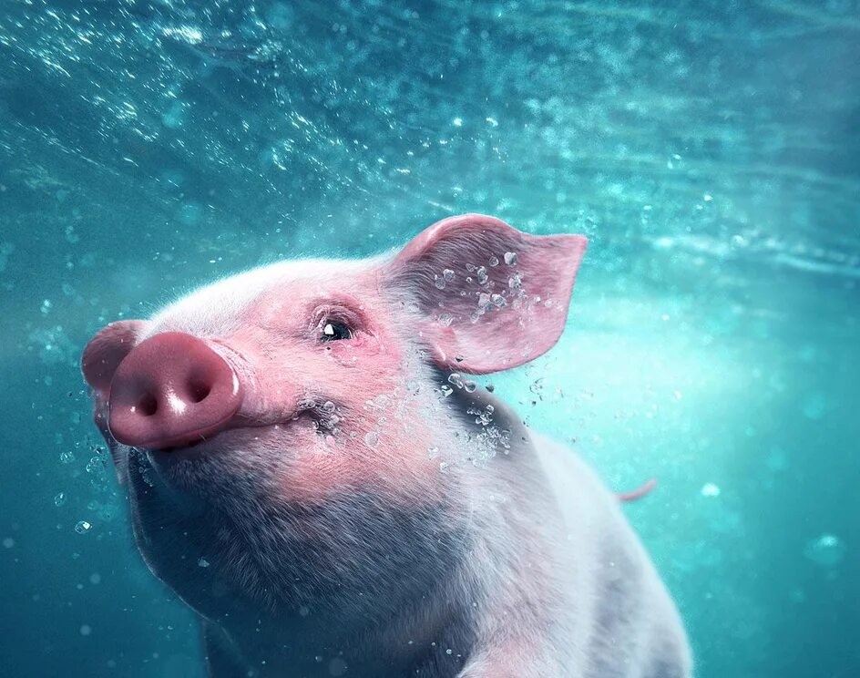 Морская свинка азовка. Deep pig. Поросенок в воде. Свинка на море. Морской кабанчик.