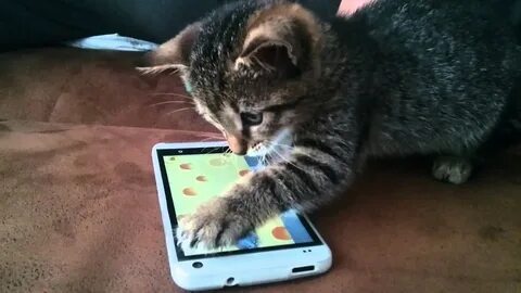 Включи телефон кота