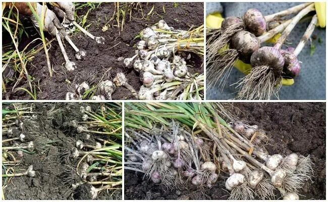 Что можно посадить после уборки чеснока. Уборка чеснока. уборка озимого чеснока. уборка чеснока в 2025. озимый чеснок перед уборкой.