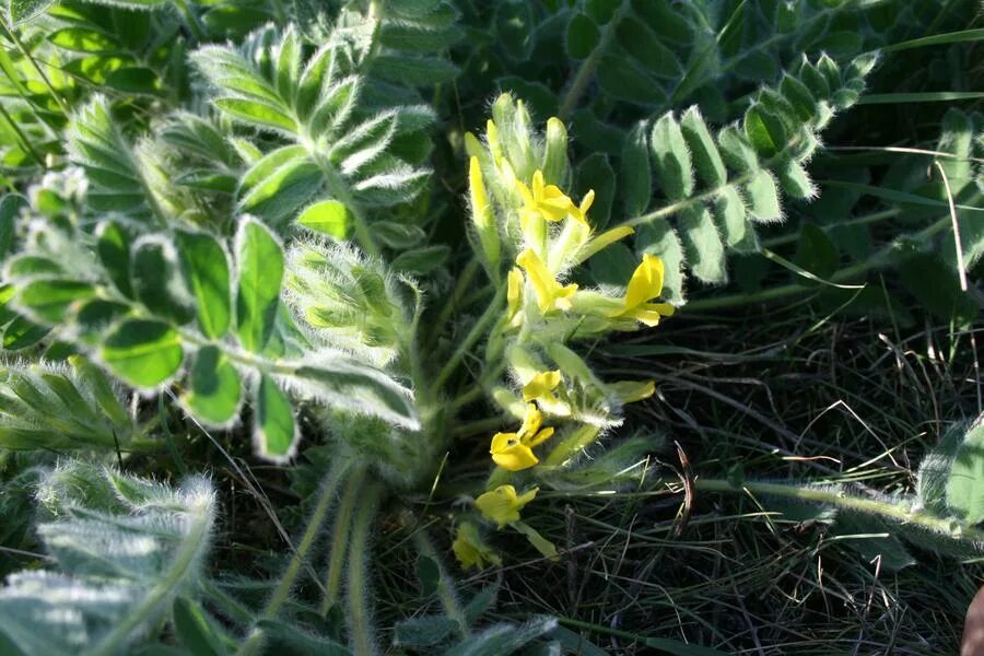 Astragalus pubiflorus. Астрагал трава в Саратовской области. Настойка астрагала. Острогал. Корень астрагала отзывы