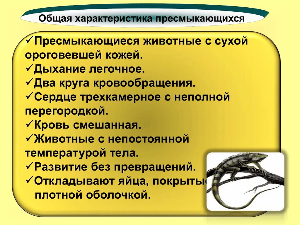 Класс пресмыкающиеся 7 класс вариант 2. Общая характеристика пресмыкающихся. Характеристика класса пресмыкающие. Характеристика класс пресмыкающиеся или рептилии 7 класс биология. Общая характеристика пресмыкающиеся 7 класс биология.