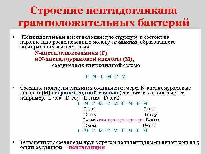 Структура пептидогликана грамположительных бактерий. Структура пептидогликана бактерий. Структура пептидогликана микробиология. Функции пептидогликана клеточной стенки.