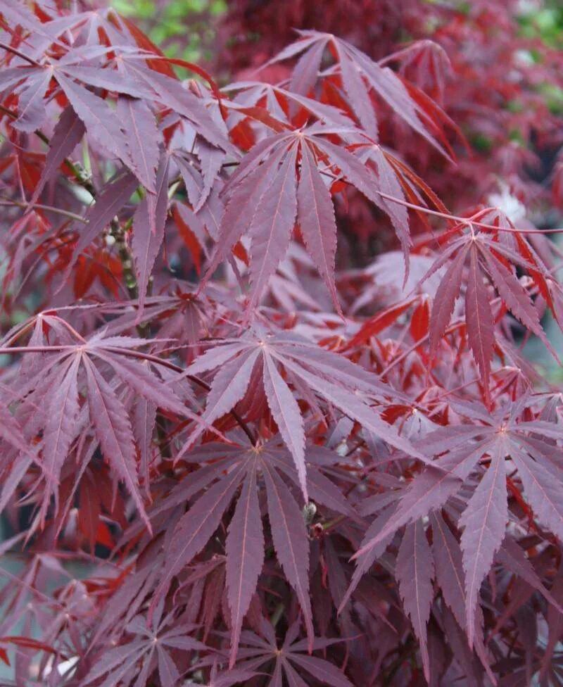 Клен асер. Acer palmatum &#039;sumi-nagashi&#039;. клен дланевидный. acer palmatum suminagashi.