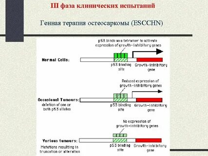 Принцип гена