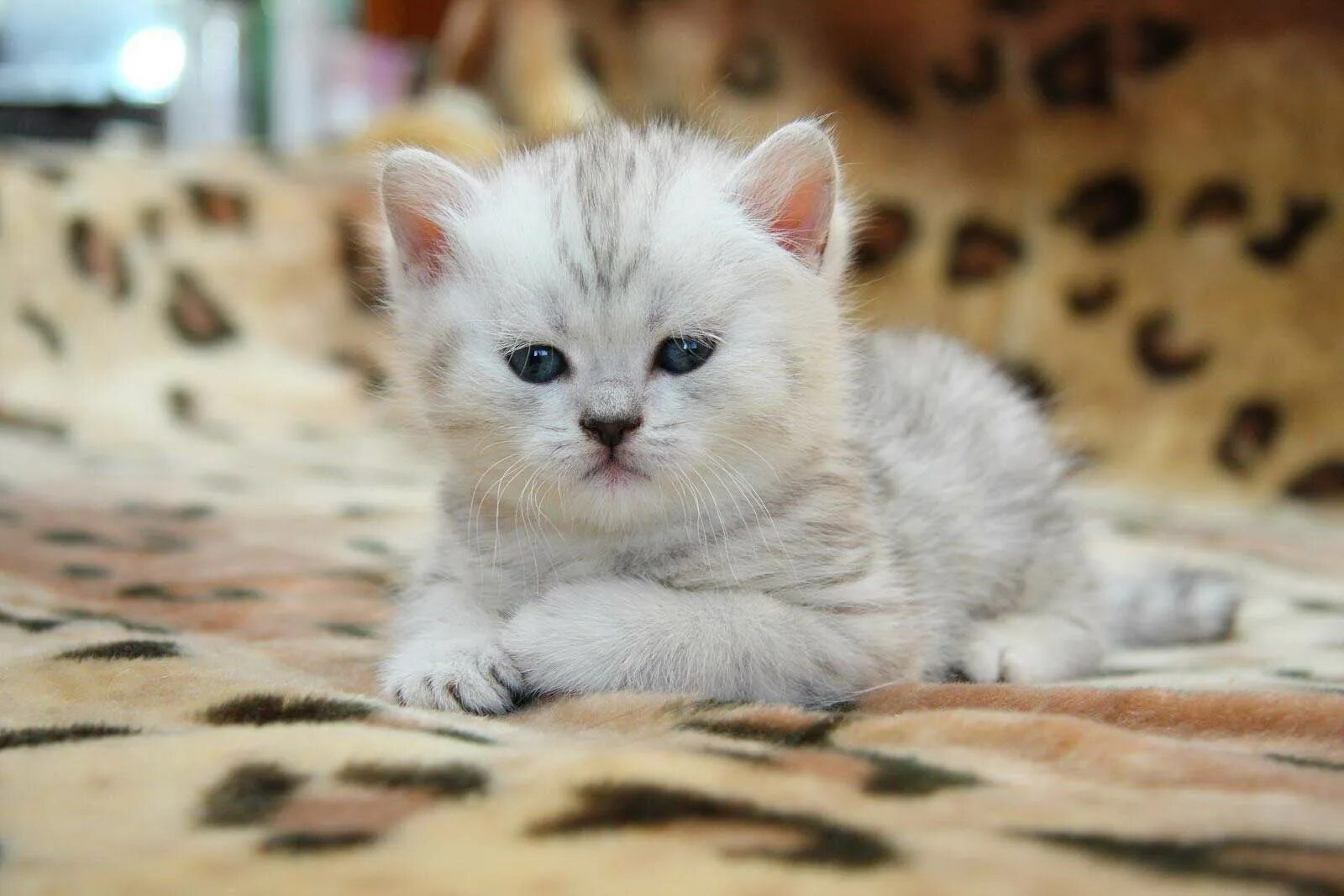 Котенок шиншилла купить в москве. Британская шиншилла. Котята шиншиллы. Британская шиншилла вискас. Британец шиншилла вискас.