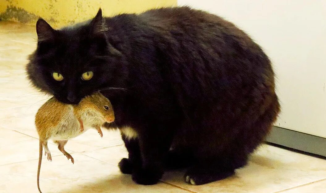 Коты едят крыс. Кот поймал мышь. кот и крыса.