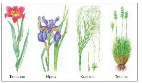 Растения степи 4 класс окружающий мир