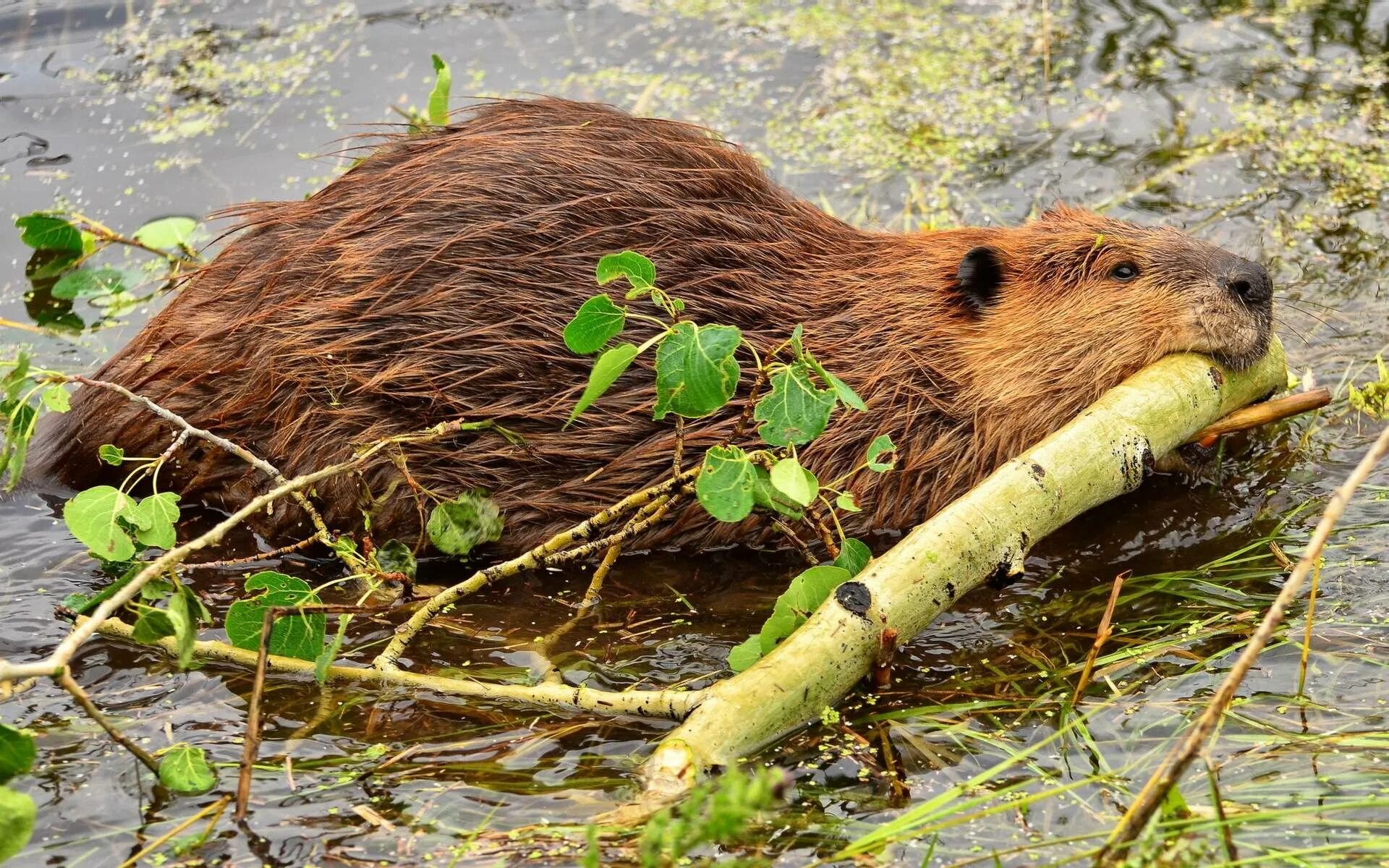 Западносибирский Речной Бобр. Речной Бобр плотина. Канадский Бобр (Castor canadensis). Речной Бобр хатки. Бобр на английском