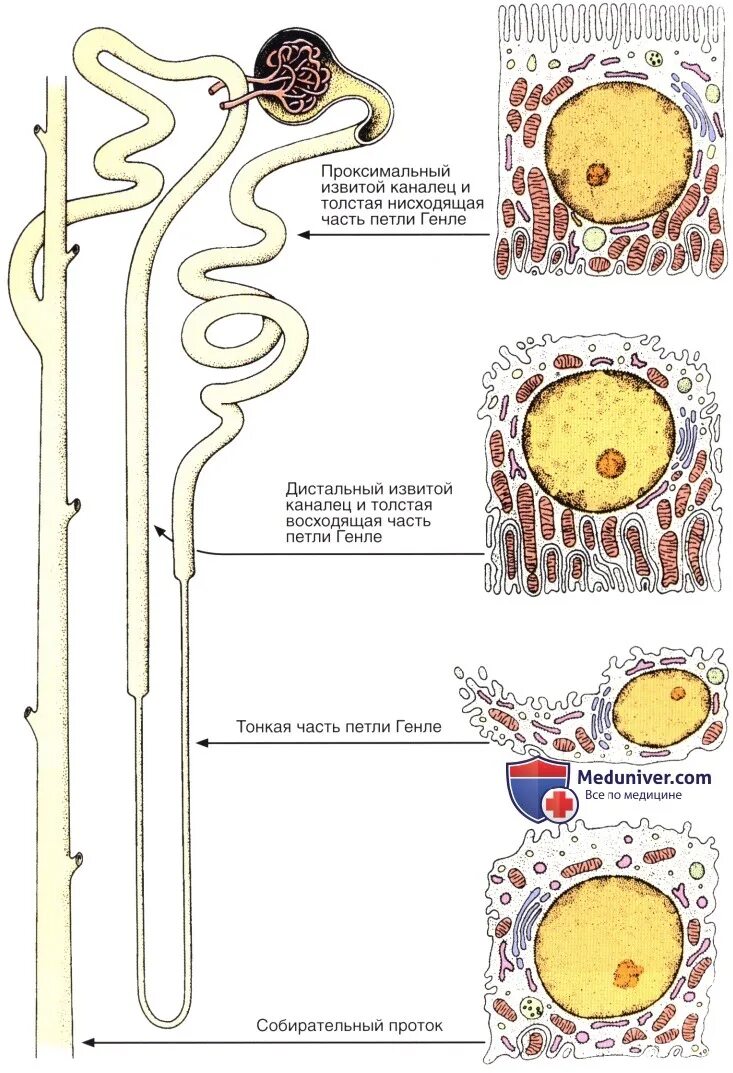 Петля Генле нефрона гистология. Отделы нефрона петля Генле\. Строение почки петля Генле. Петля Генле извитой каналец. Белковые канальцы