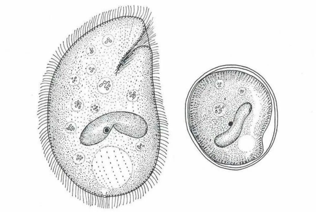 Простейшие патогенные представители. Патогенные простейшие методы выявления. Патогенные простейшие кишечника нмо ответы. Звенья патогенеза повреждения клетки. Патогенные простейшие кишечника нмо ответы.