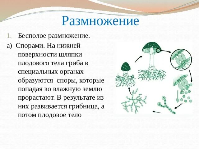 Размножение с помощью спор характерно для. Бесполое размножение грибов спорами. Размножение грибов спорообразование. Размножение грибов спорами биология. Размножение спорами это как.