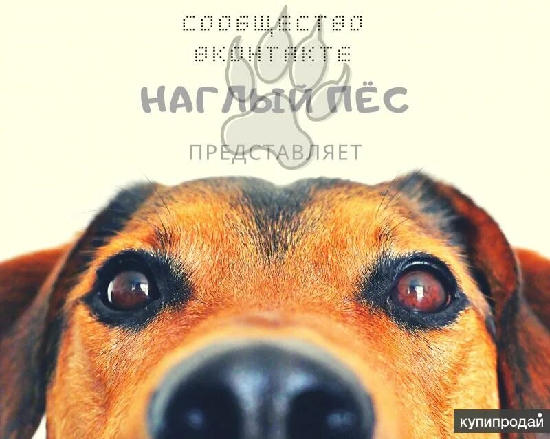 День дворняги. День дворняжки 31 июля. День дворняги. День дворняги. День дворняжки.