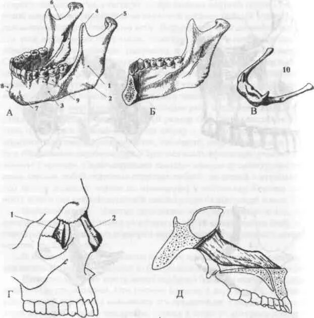 Кости лицевого черепа нижняя челюсть. Нижняя челюсть кость черепа анатомия. Нижняя челюсть черепа анатомия. Контрфорсы черепа нижней челюсти. Нижняя челюсть с другими костями черепа