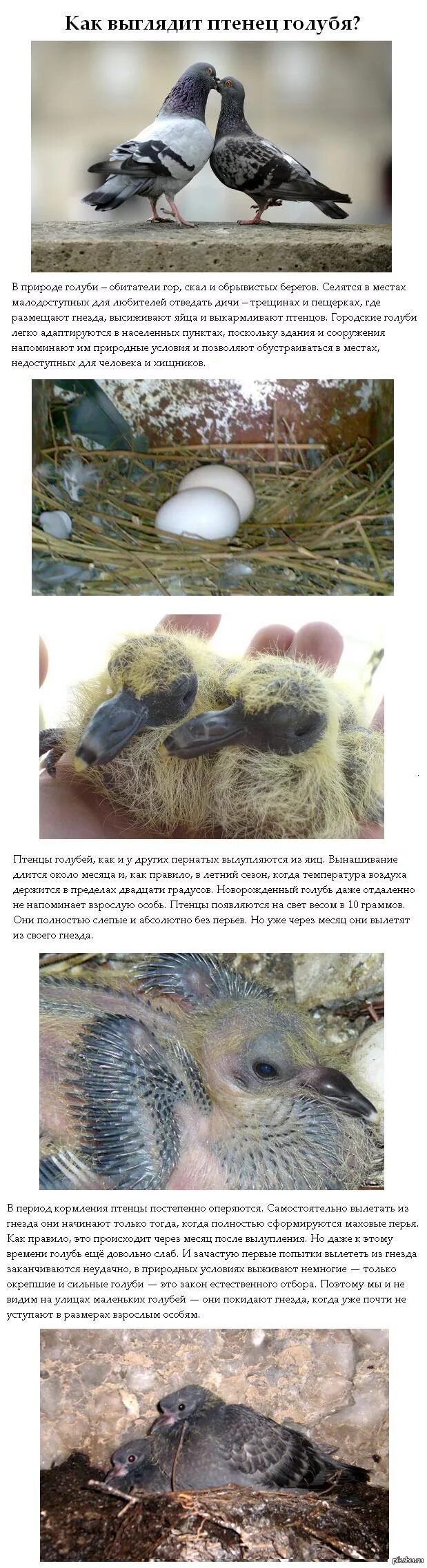 Дети голубей