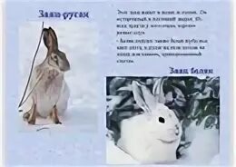 Книга беляк и русак