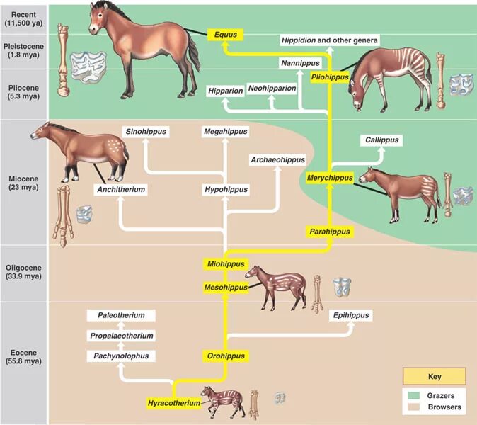 Примеры переходных форм и филогенетических рядов. Эволюция филогенетический ряд лошади. Эволюционное Древо лошади. Эволюция конечностей предка лошади. Филетическая Эволюция лошади.