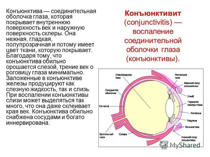 Глаз человека имеет оболочек. Строение глаза мешок глаза конъюнктивальный. Строение глаза конъюнктива. Конъюнктива глаза анатомия. Строение глаза конъюнктива склера.