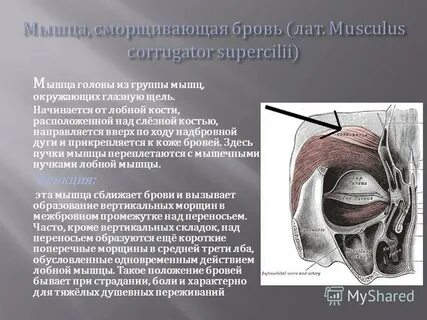 Мышцы окружающие глазную щель