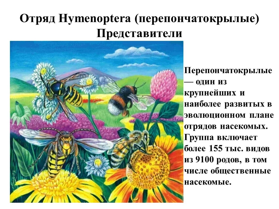 Значение в жизни человека перепончатокрылых. Перепончатокрылые представители отряда. значение препончато крылых. значение перепончатокрылых. образ жизни перепончатокрылых.