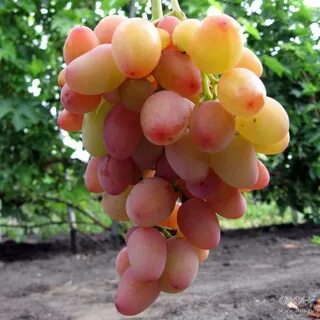 Виноград почтой