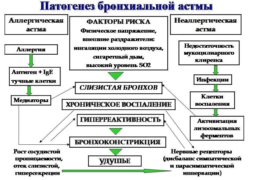 Механизм возникновения приступа бронхиальной астмы. Патогенез бронхиальной астмы схема. Механизм развития бронхиальной астмы. Схема патогенеза аллергической бронхиальной астмы. Сгвд