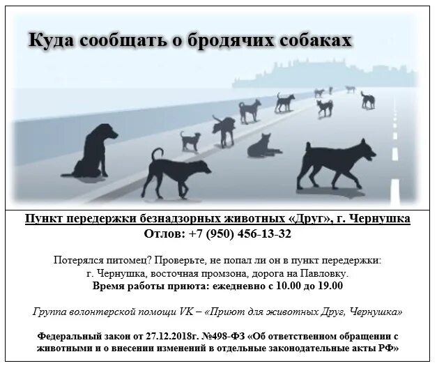 Куда сообщить о собаках. Куда сообщать о безнадзорных собаках. иерархия стаи бродячих собак. факты о бездомных собаках. куда сообщать о бездомных собаках.