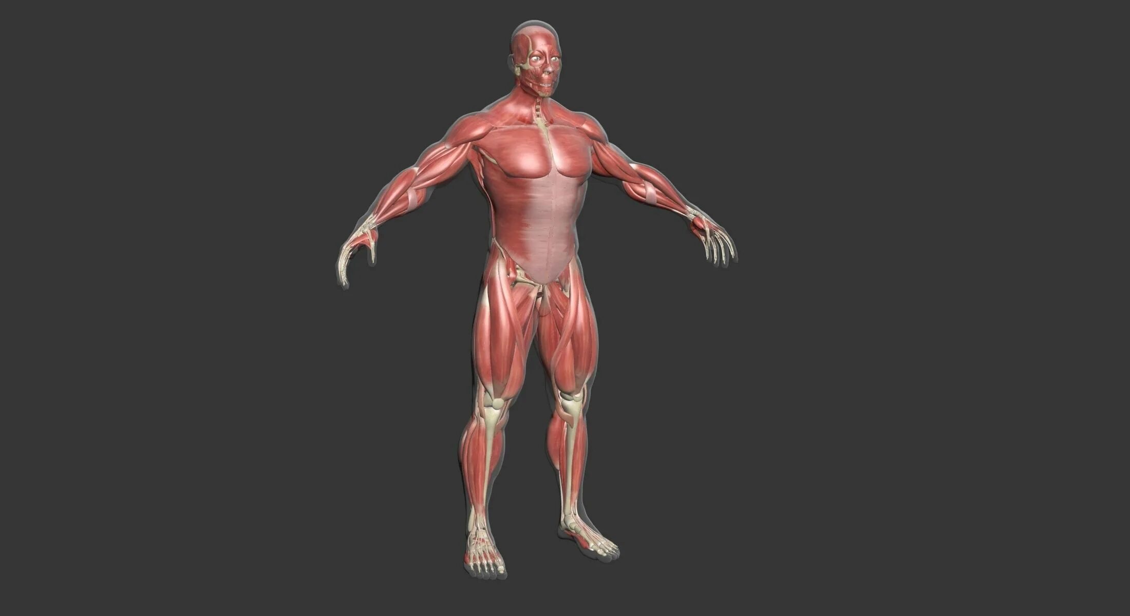Мышцы 3д модель. Анатомия человека мышцы 3д. анатомия мышц человека 3d. макет мышц человека. мышцы компьютерная модель.