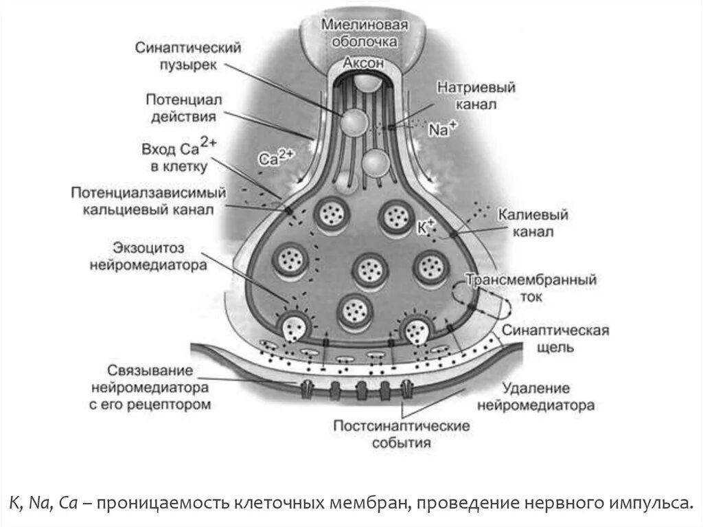 Синаптические пузырьки. Схема строения синапса физиология. Схема строения химического синапса. Синапс пресинаптическая мембрана. Медиаторы синапсов схема.