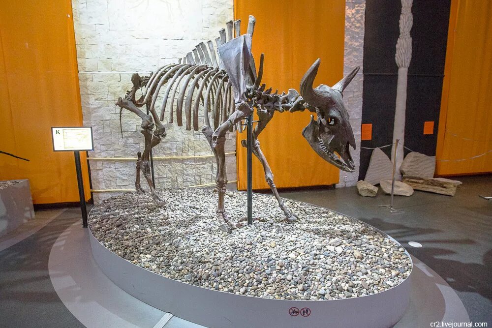 Скелет динозавра в ставрополе в музее. Музей динозавров в перми. Музей пермских древностей экспонаты. Пермский краеведческий музей музей пермских древностей. Музей пермских древностей в перми.