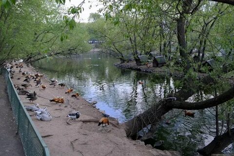 В пруду зоопарка