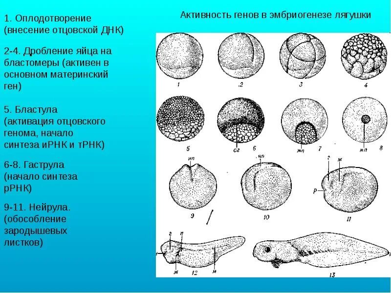 Тип постэмбрионального развития у амфибий. Дробление зиготы лягушки препарат. Стадии эмбрионального развития лягушки. Цикл развития лягушки схема. Схема развития лягушки.