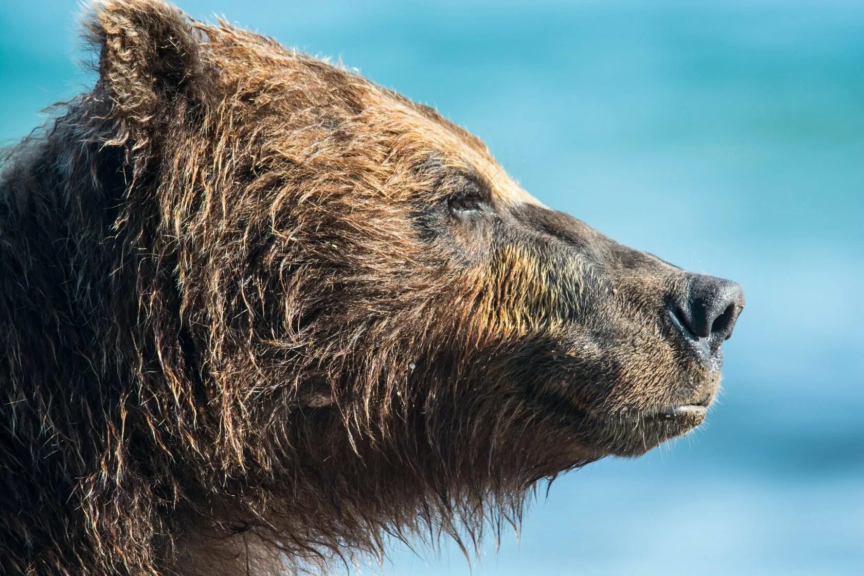 Бурый медведь дальнего Востока. Камчатский бурый медведь. Камчатка National Geographic. Камчатка медведи National Geographic.
