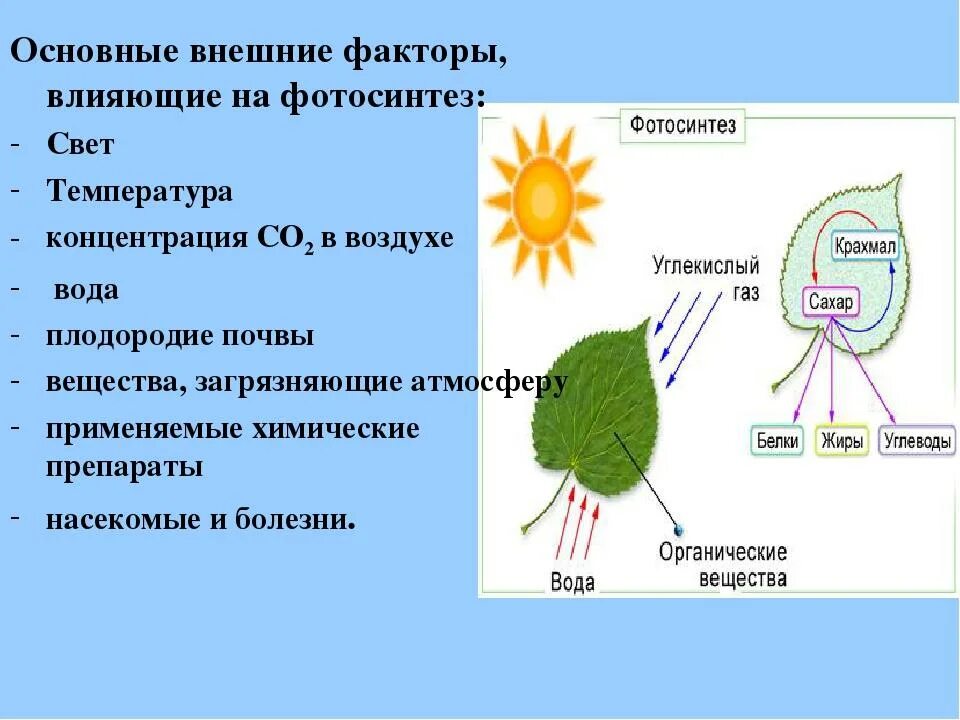 Влияние какого условия на процесс фотосинтеза