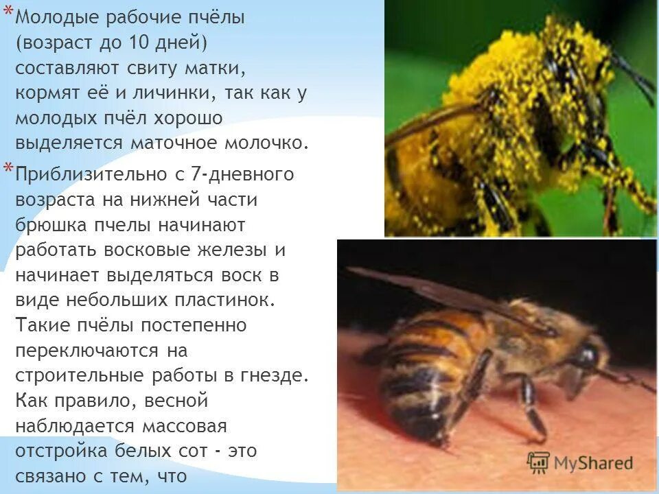 структура пчелиной семьи. сколько пчелы дают. количество пчел в семье. сколько живут пчелы. строение пчелиной семьи трутень.