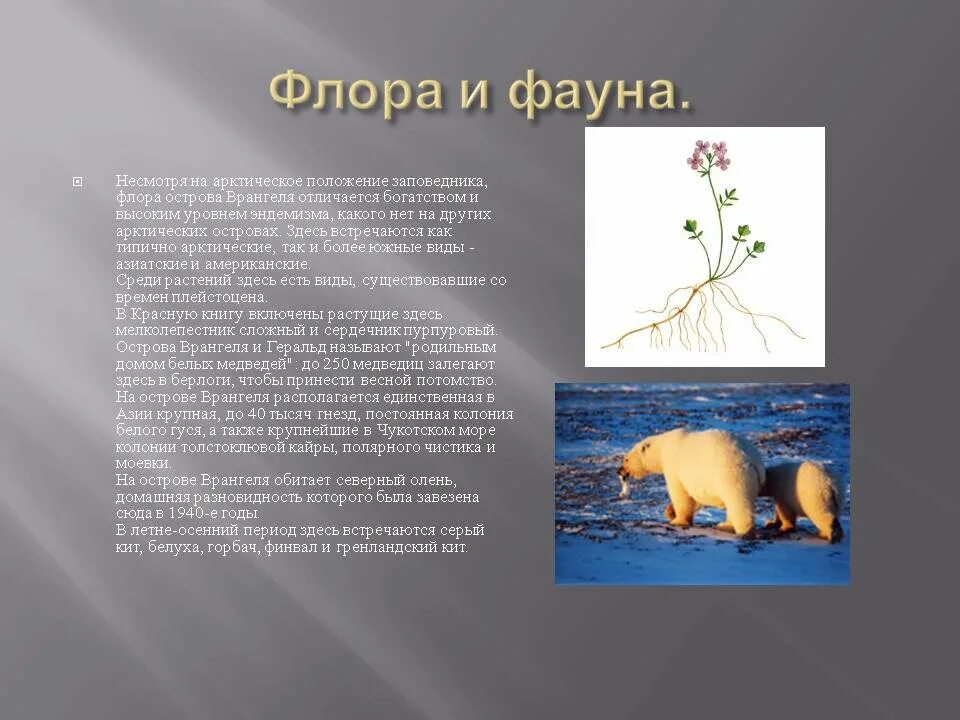 Сообщение о фауне