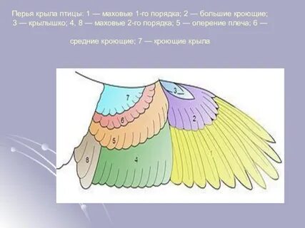 Крылья содержания чем закончится