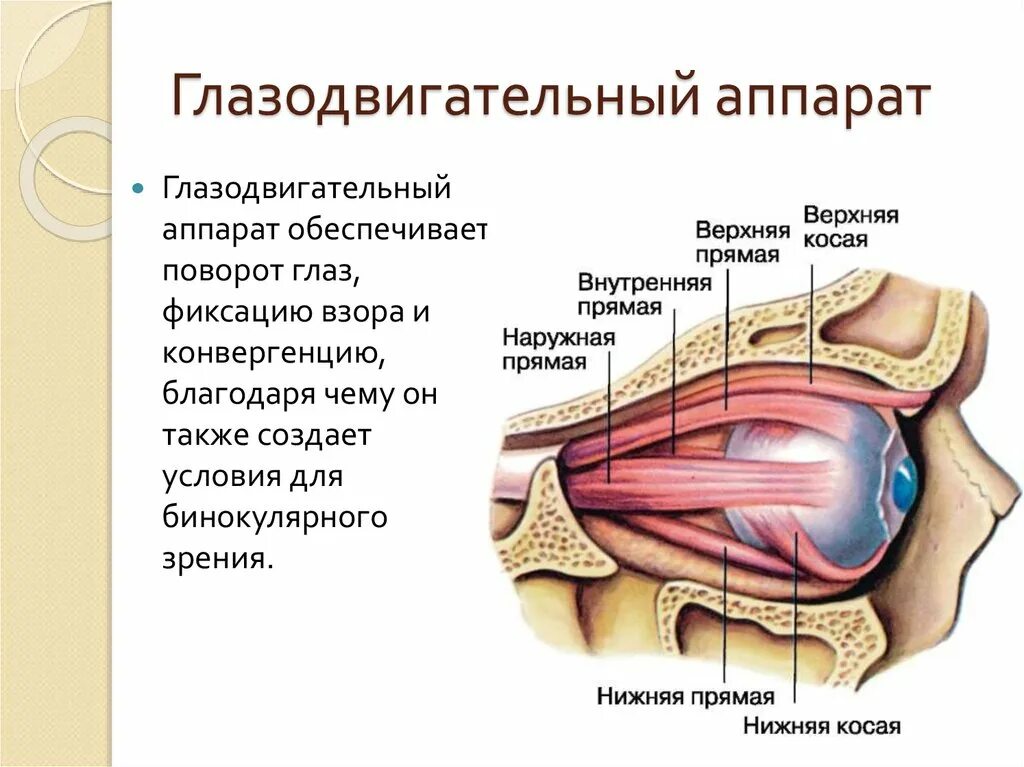 Глазодвигательный аппарат. Глазодвигательные мышцы. Глазодвигательные мышцы слезный аппарат. Патология глазодвигательного аппарата офтальмология. Места крепления глазодвигательных мышц