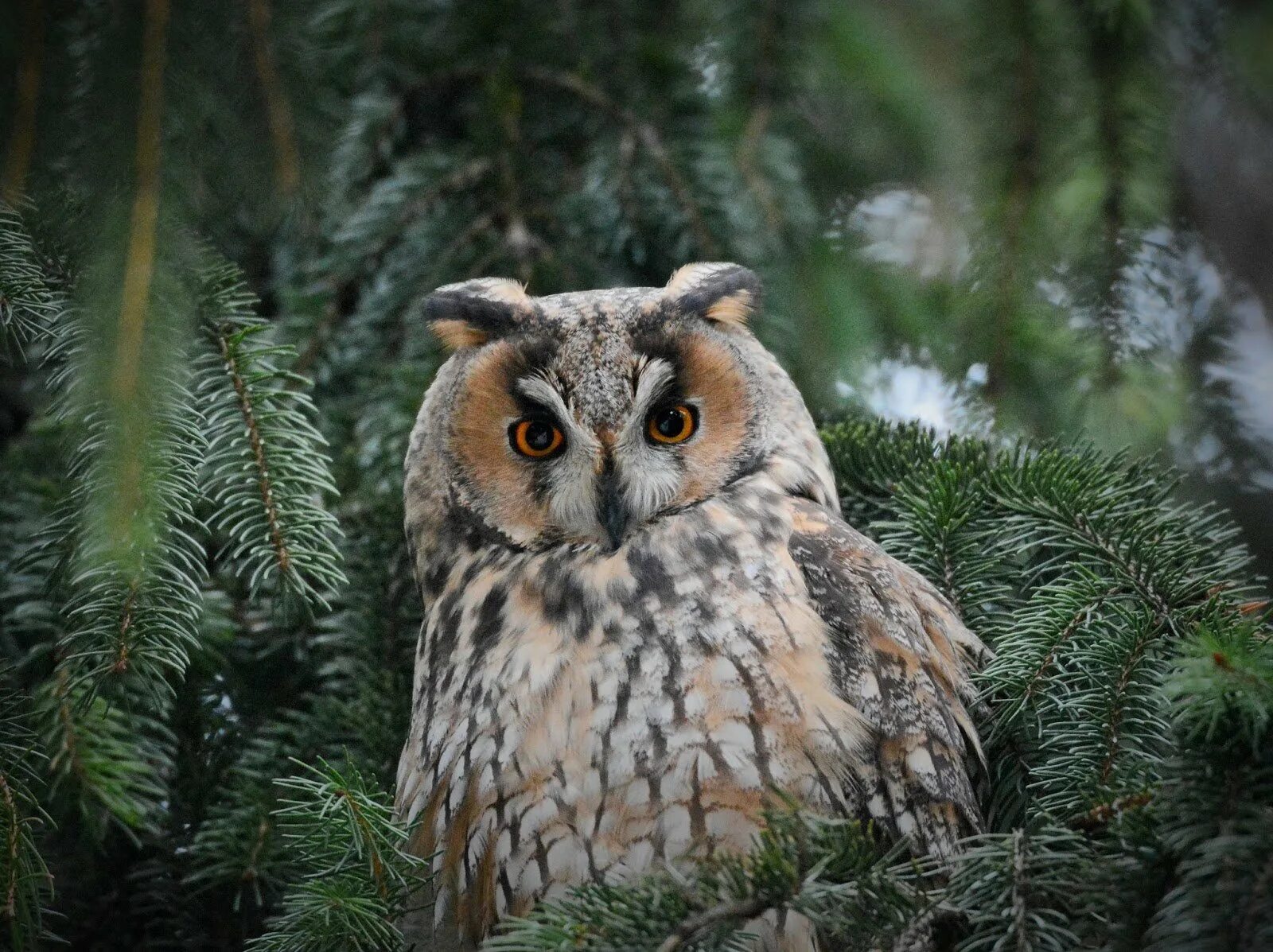 Фублин ёль. Сова филин сыч. Ушастая сова ёль. Полярная ушастая сова. Сова в жизни.