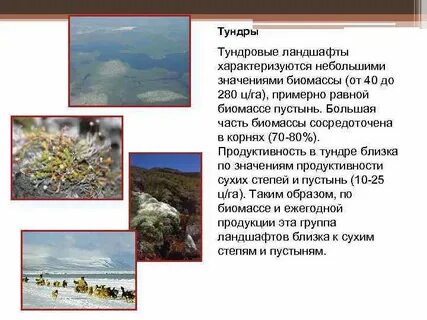 Экосистема тундры