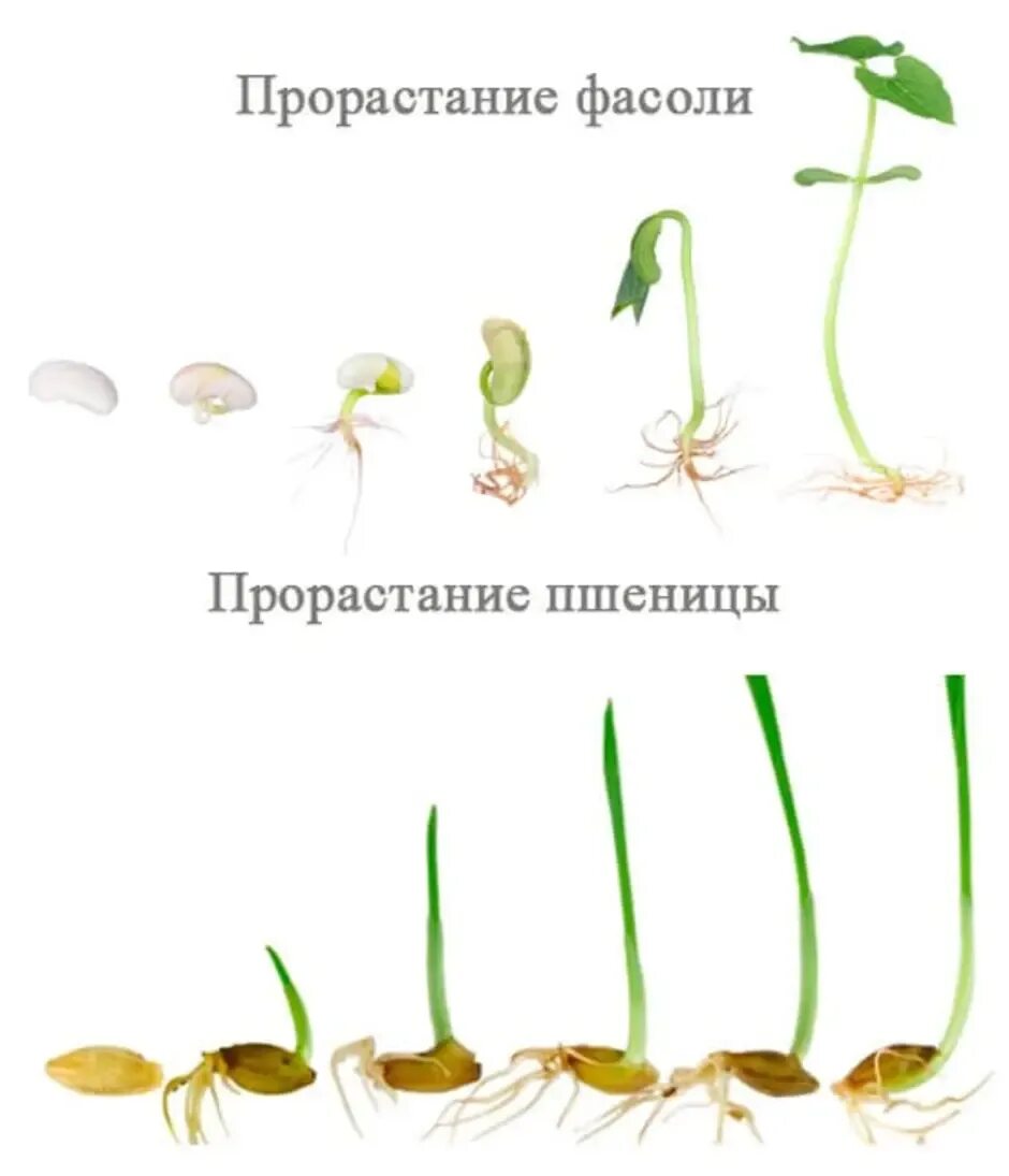 Семена гороха овса. Прорастание семян пшеницы. Прорастание семян фасоли. Семена гороха прорастание. Прорастание семян зерновки пшеницы.