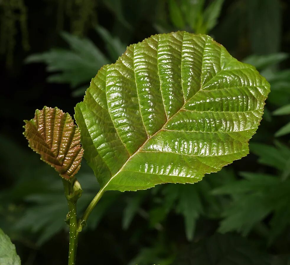 Alnus glutinosa. Ольха черная (Alnus glutinosa). Alnus glutinosa цветок. Alnus glutinosa лист.