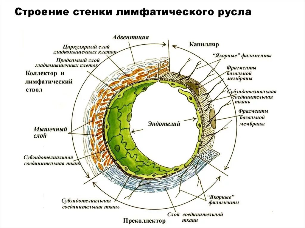 Лимфатические сосуды состоят. Строение стенки лимф. Сосудов.. Строение лимфатических сосудов гистология. Строение стенки лимф капилляра. Строение стенки лимфатических сосудов.